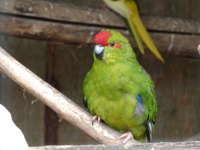 Red-fronted parakeet - De Zonnegloed - Animal park - Animal refuge centre 